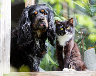 Cat and Dog Photo