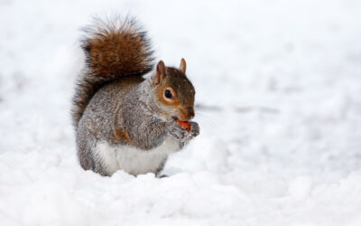 How to Help Outdoor Animals this Winter