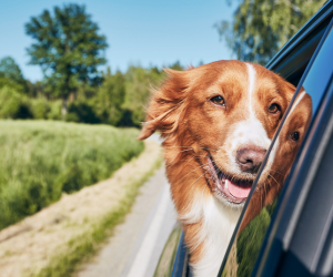 Six Tips for Keeping Pets Safe and Healthy when it’s Hot Outside