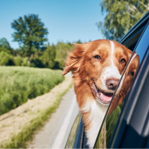 Six Tips for Keeping Pets Safe and Healthy when it’s Hot Outside