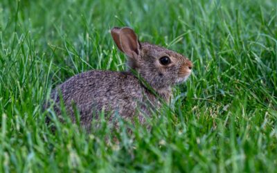 Protect Backyard Bunny Nests