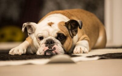 Cancer in Pets