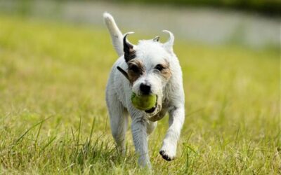 Dog Park Etiquette