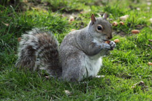 Eastern gray squirrel holding a nut while sitting on grass