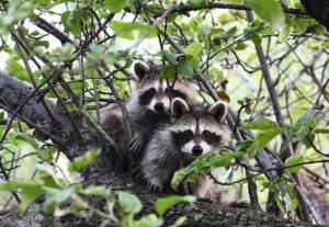 Two young raccoons nestled in a tree surrounded by leaves