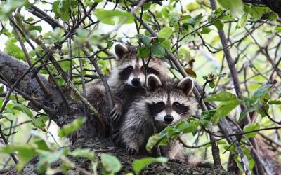 The (Not So) Surprising Intelligence of Wildlife
