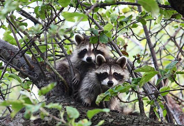 The (Not So) Surprising Intelligence of Wildlife