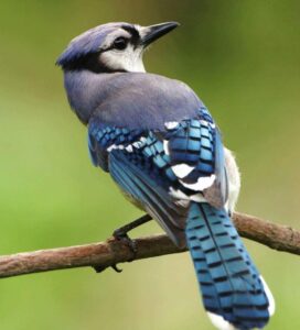 Blue Jay perched on a branch with vibrant blue feathers