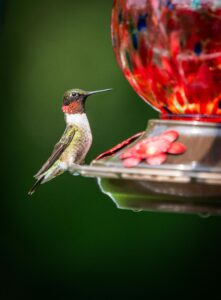 Ruby-throated hummingbird perched at a red glass nectar feeder