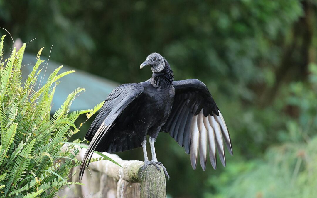 Cool Things You Might Not Know About Vultures