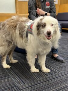 Gus, an Australian Shepherd therapy dog, standing indoors wearing his Buckeye Paws vest