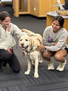 Russell, a yellow Labrador therapy dog, being petted by two students at Ohio State