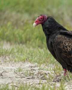 Turkey vulture with red head standing on the ground in grassy area