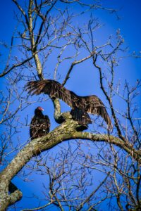 Two turkey vultures perched on a tree branch with wings spread against a blue sky