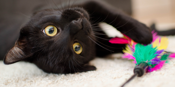 Cats Just Want to Have Fun