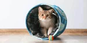 Curious cat sitting inside a blue play tunnel with a colorful toy ball