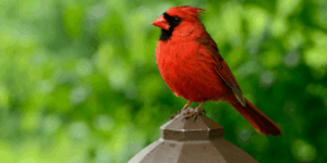 Bright red northern cardinal perched outdoors with green background