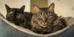 Two cats resting together in a cozy bed, one tabby and one tortoiseshell