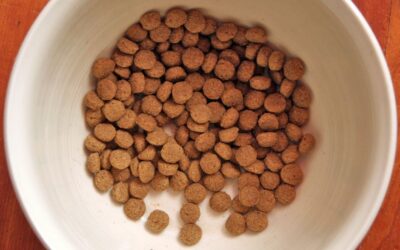 The Importance of Pet Bowl Hygiene