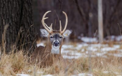 Navigating the Rut: What to Know About Deer Mating Season