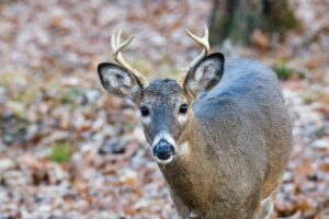 Young white-tailed buck standing in autumn woods surrounded by fallen leaves