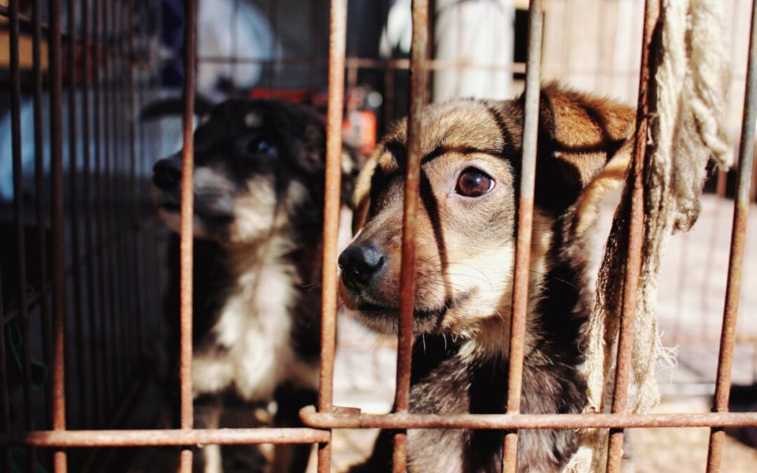 Ohio Senate Bill 232 would Improve the Life of Dogs in Puppy Mills
