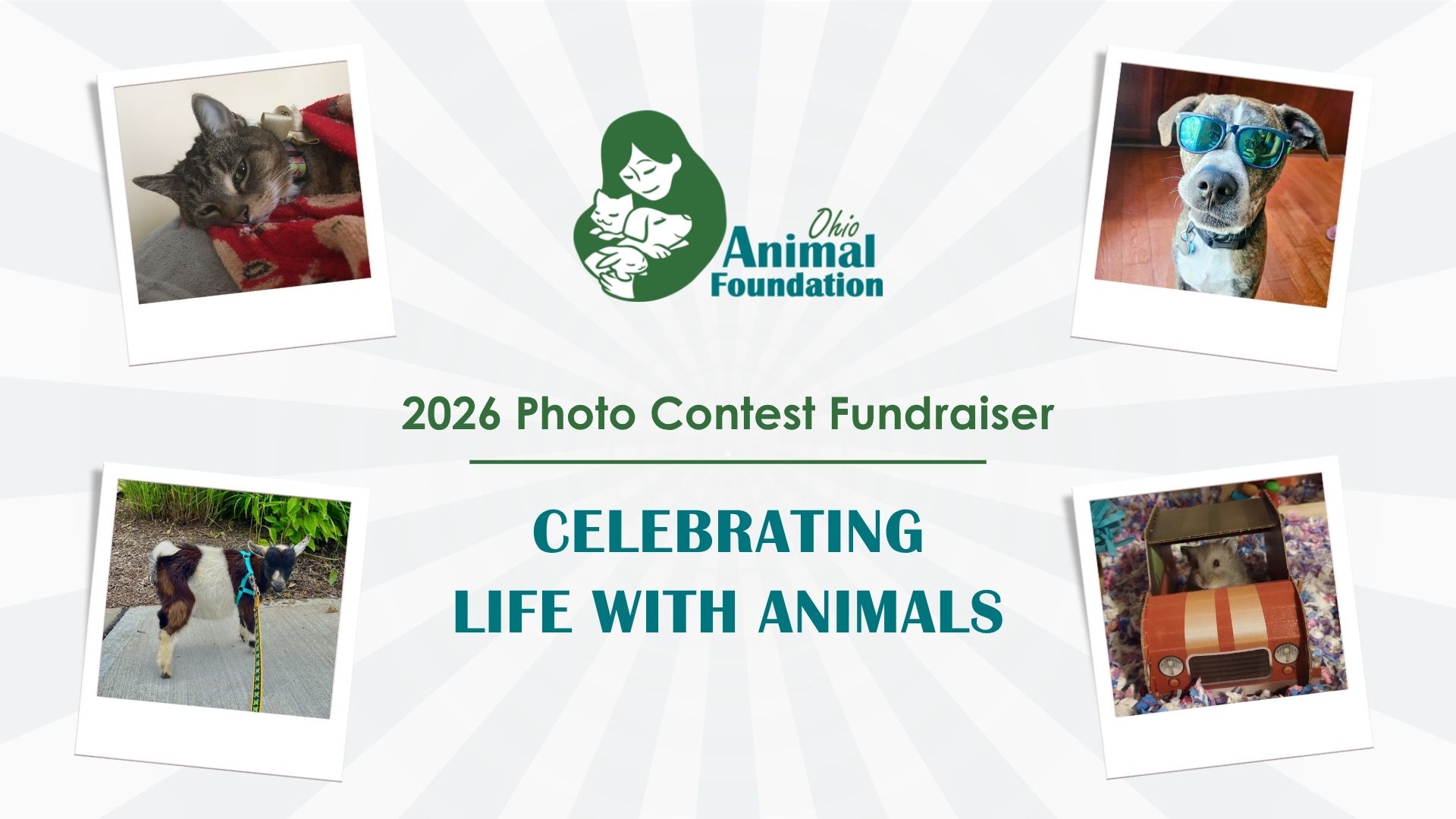 Auction for the Animals flyer. Two dogs in the upper left corner, small brown cat in the bottom right corner. 