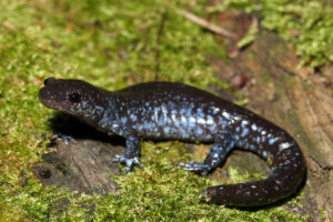 Blue-spotted salamander with bluish-black body and bright blue flecks resting on green moss near a log
