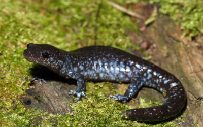 Ohio Endangered Animal Spotlight: Blue-Spotted Salamander