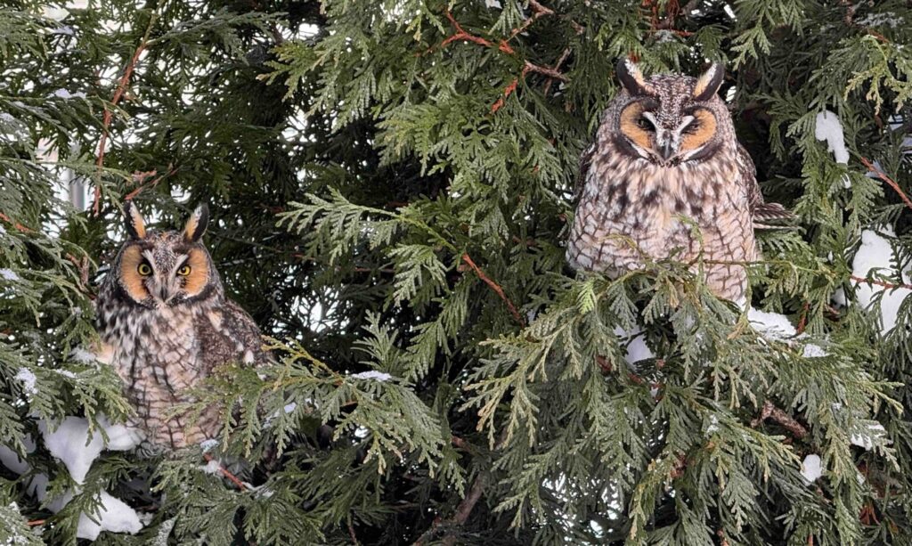Pair of long-eared owls roosting together in a snow-dusted evergreen tree in a suburban Columbus, Ohio backyard