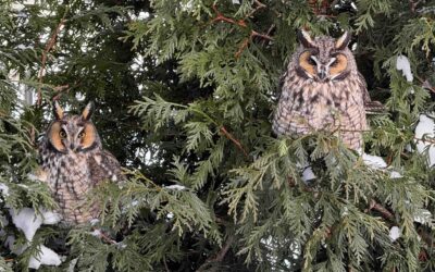Owls in the Suburbs? Our Backyard’s Unexpected Feathered Guests