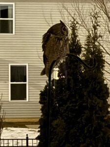 Long-eared owl perched on a shepherd's hook in a suburban backyard at dusk, surveying its surroundings before hunting