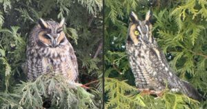 Side-by-side comparison of a long-eared owl in a relaxed posture and an upright alert posture in a backyard evergreen tree