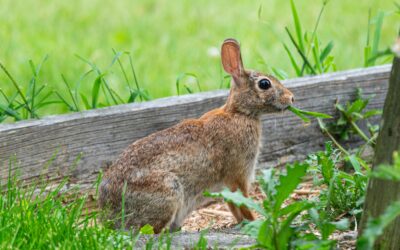 Protect Your Produce from Wildlife This Gardening Season
