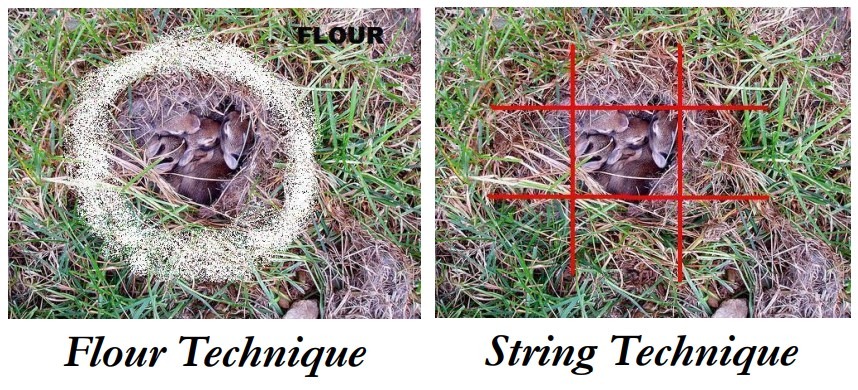 Side-by-side comparison of the flour technique and string technique for monitoring a baby bunny nest to check if the mother rabbit is returning
