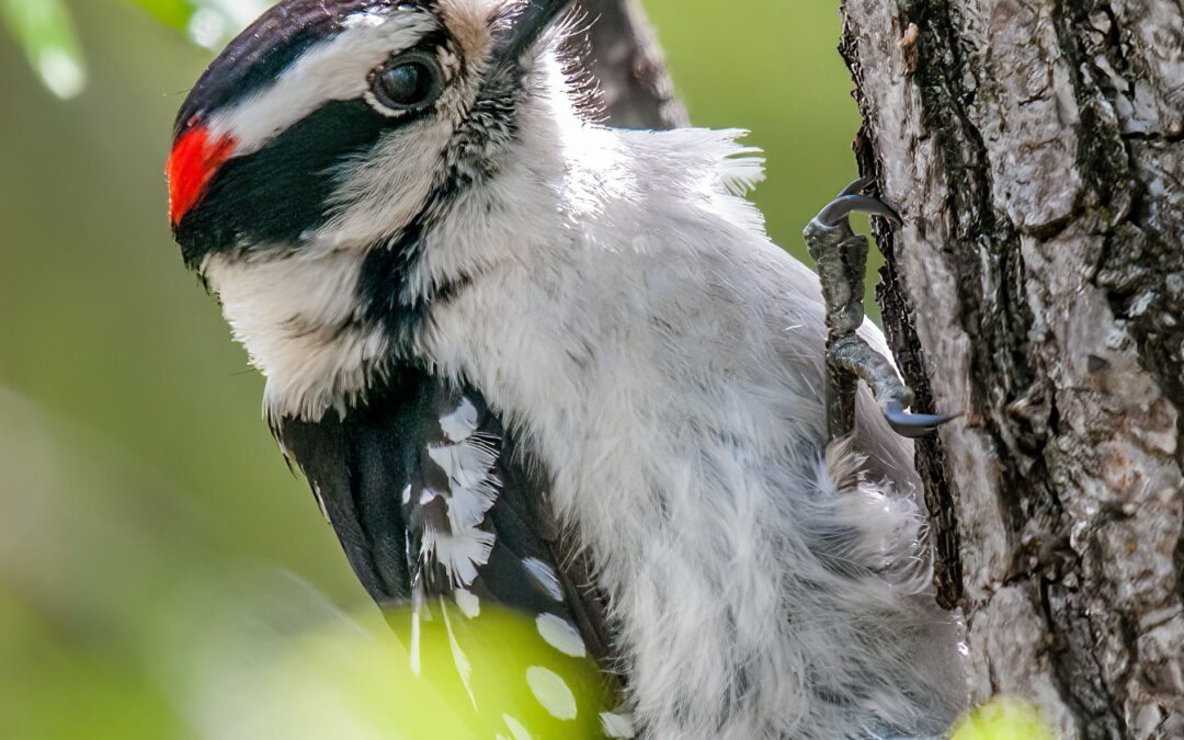 A Native Drummer, the Downy Woodpecker