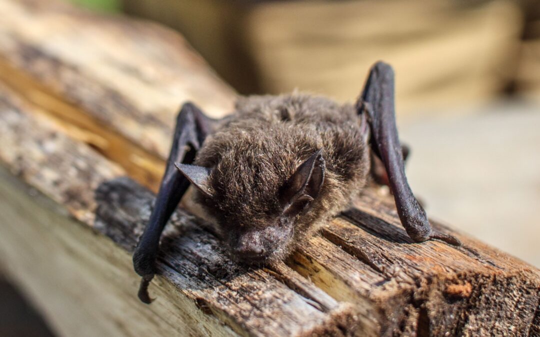Ohio Bat Festival – Appreciating Nocturnal Biodiversity at Work